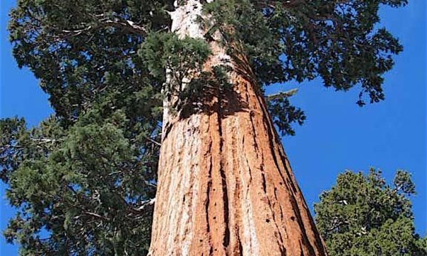 Curiosità dal mondo: HYPERION e GENERAL SHERMAN gli alberi più grandi esistenti