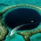 Curiosità dal mondo: il GREAT BLUE HOLE