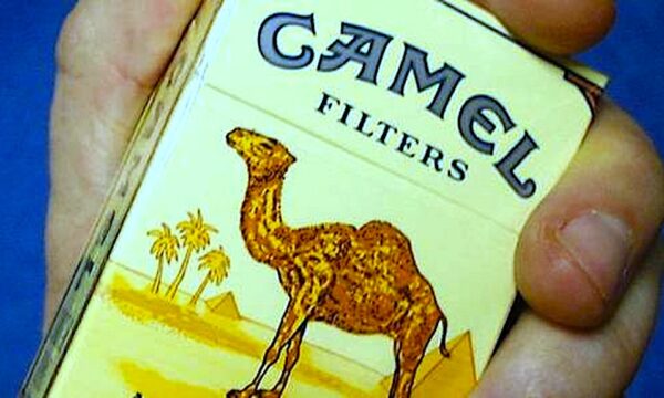 CAMEL … le Cicche del Dromedario